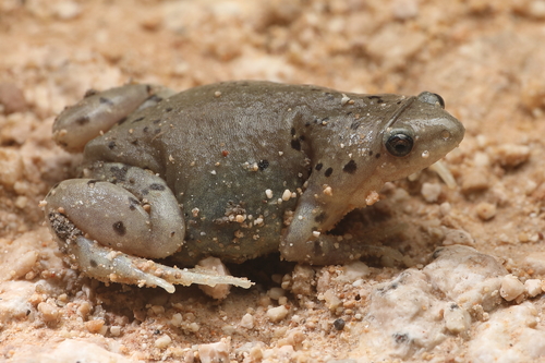 Western Narrow-mouthed Toad