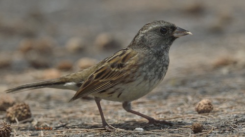 Black-faced Bunting