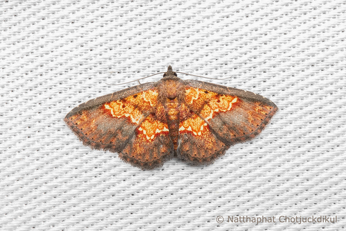 Cerynea igniaria