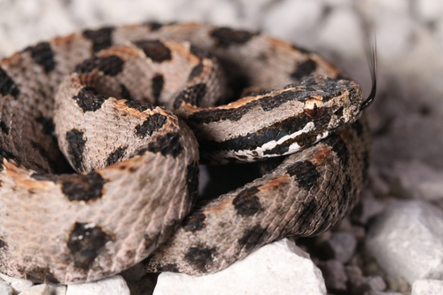 Pygmy Rattlesnake