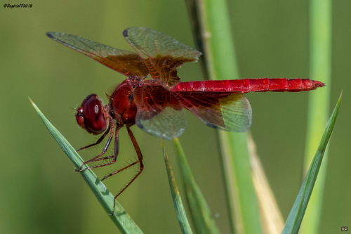 Red Groundling