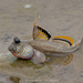 Gold-spotted Mudskipper - Photo (c) Andaman Kaosung, all rights reserved, uploaded by Andaman Kaosung
