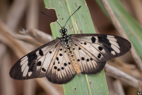 Whitebar Acraea