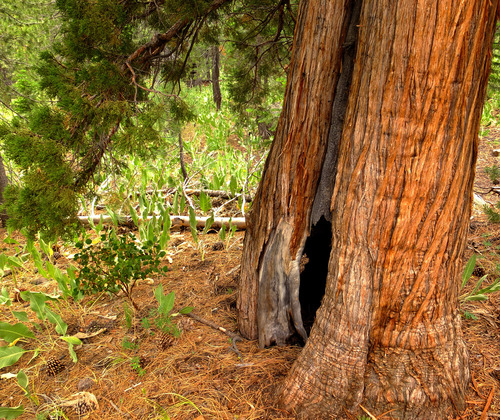 Sierra juniper
