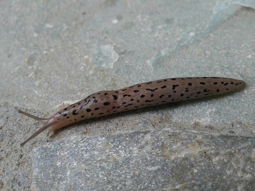 Conemenos' Slug