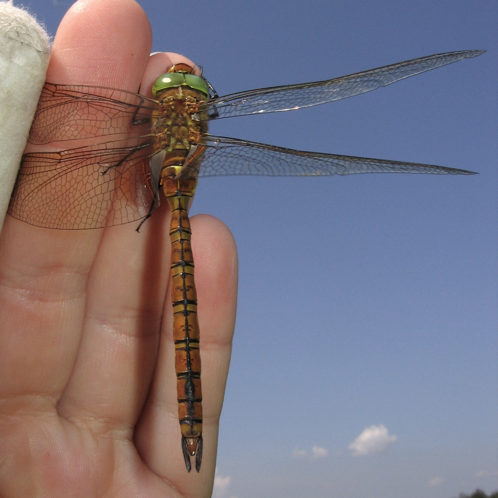 Коромисло руде (Odonata of Ukraine / Бабки України) · iNaturalist