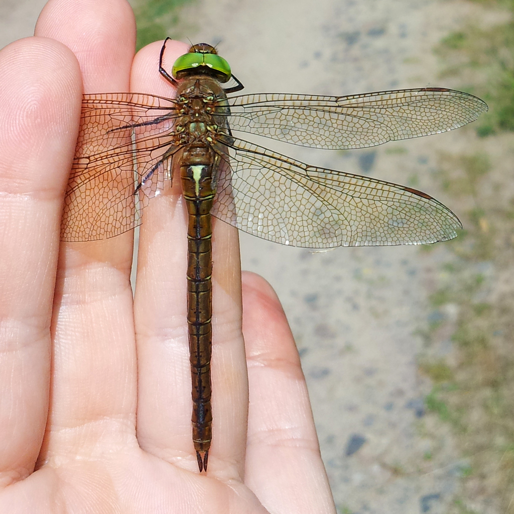 Коромисло руде (Odonata of Ukraine / Бабки України) · iNaturalist