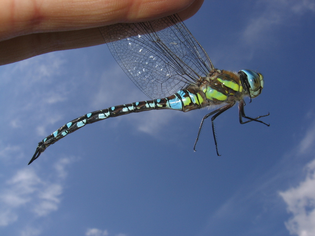 Коромисло мале (Odonata of Ukraine / Бабки України) · iNaturalist