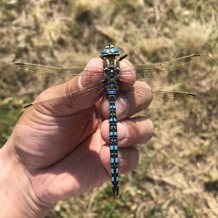 Коромисло пильчасте (Odonata of Ukraine / Бабки України) · iNaturalist