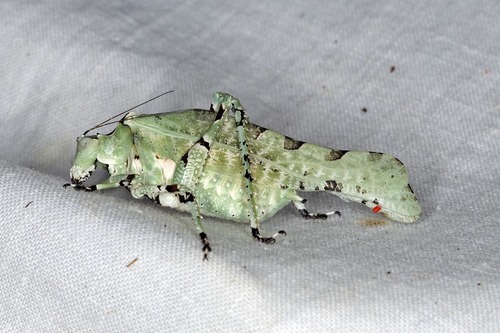Gelotopoia bicolor
