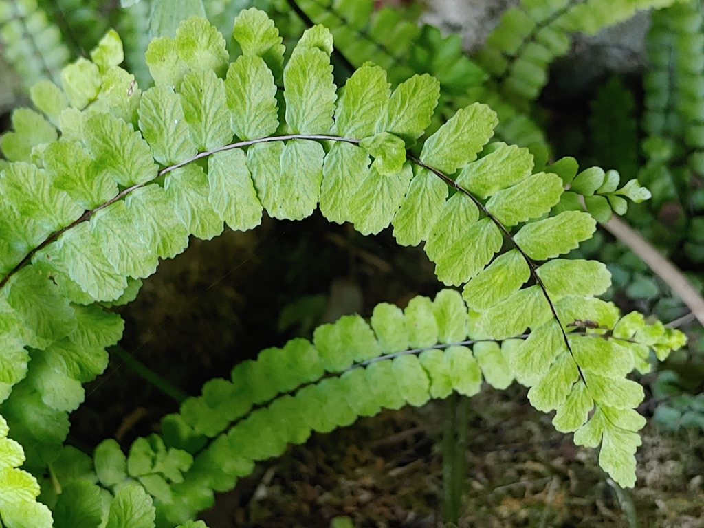 Illustration de Asplenium trichomanes L.