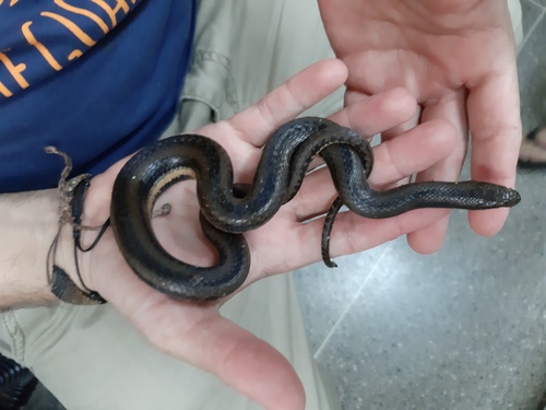 Helicops boitata · iNaturalist