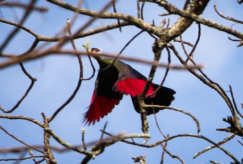 White-crested Turaco