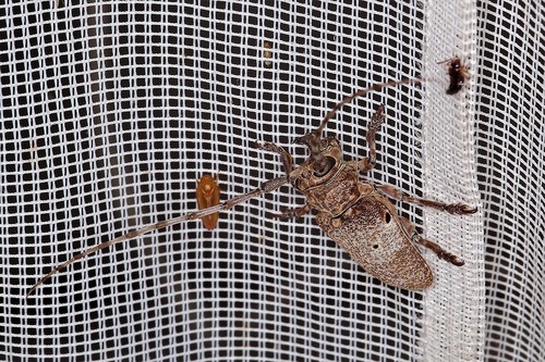 Prosopocera belzebuth