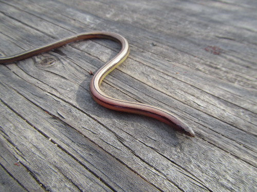 San Diegan Legless Lizard