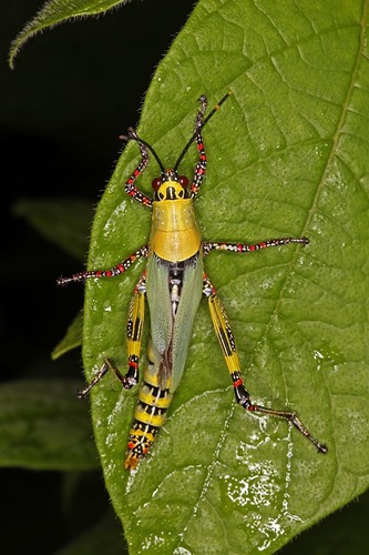 Variegated grasshopper