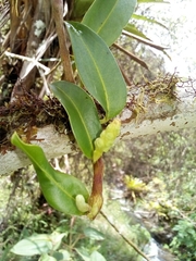 Image of Anthurium scandens
