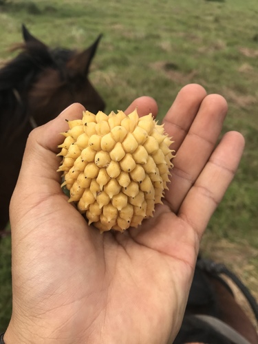 Annona jahnii (Annona jahnii)