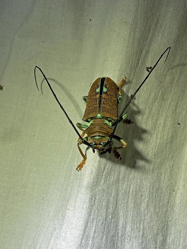 Sternotomis chrysopras