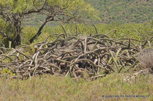 Octopus Cactus