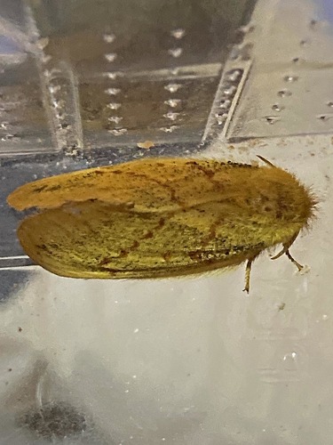 Chrysopsyche imparilis
