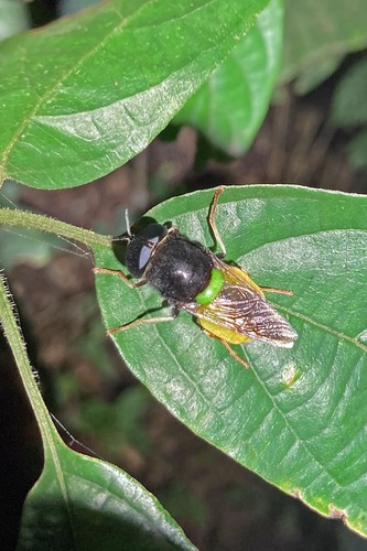Afrodontomyia apicalis