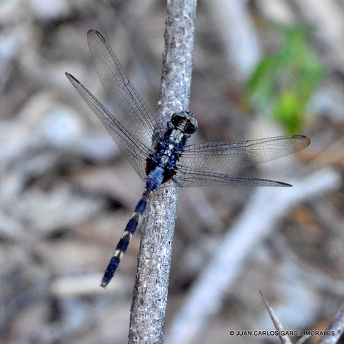 Pin-tailed Pondhawk