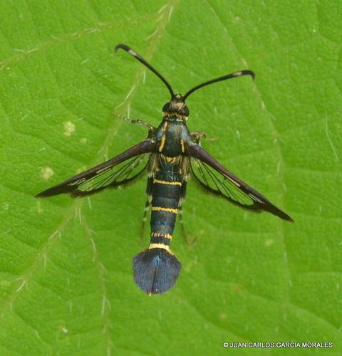 Clearwing Moths (Family Sesiidae) · iNaturalist