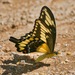 Mariposa Cometa de Banda Ancha Sureña - Photo (c) Bill Levine, todos los derechos reservados, subido por Bill Levine