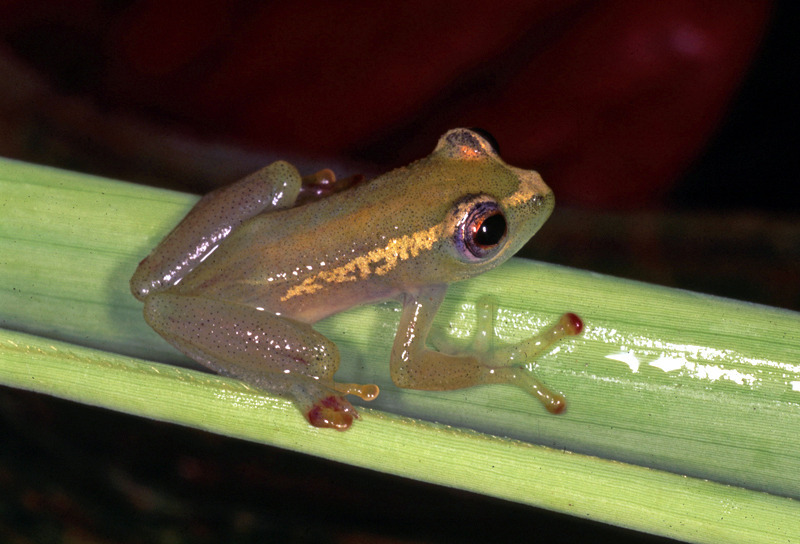 Burgess' Reed Frog (Hyperolius burgessi)
