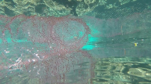 Diamondback Squid — seen at this dive site