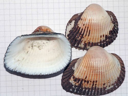 Anadara kagoshimensis (Tokunaga, 1906)