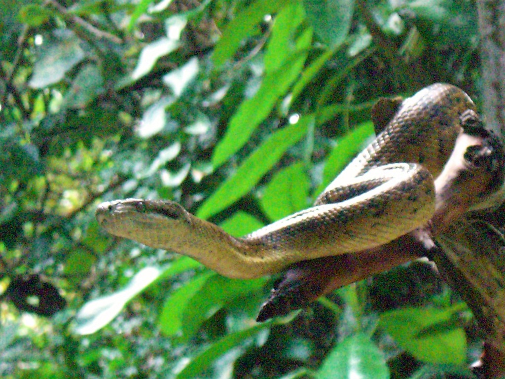 Jamaican Boa in December 2008 by constantino piovan · iNaturalist