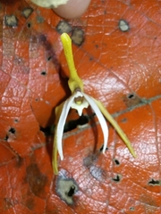 Maxillaria pseudoreichenheimiana image