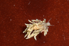 Eubranchus rustyus image