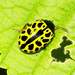 Escarabajo Leopardo - Photo (c) Michele Cardoso, todos los derechos reservados, subido por Michele Cardoso