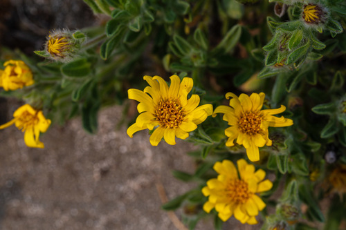 Heterotheca sessiliflora ssp. bolanderi
