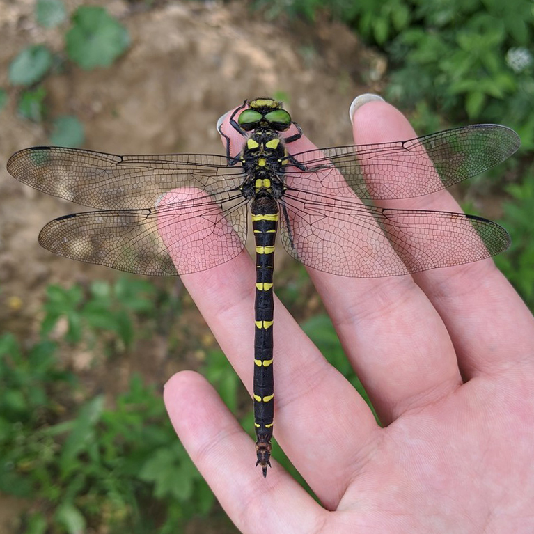 Кордулегастер двозубчастий (Odonata of Ukraine / Бабки України ...