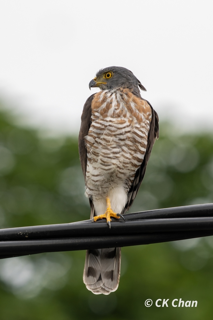 Crested Goshawk photo