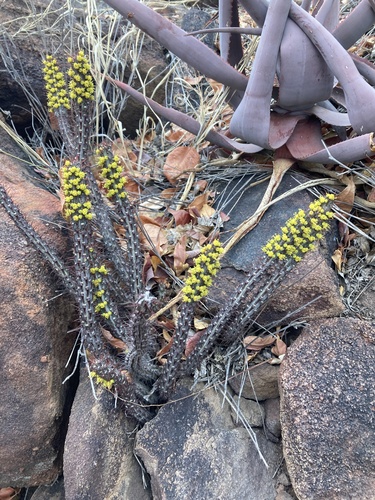Euphorbia louwii
