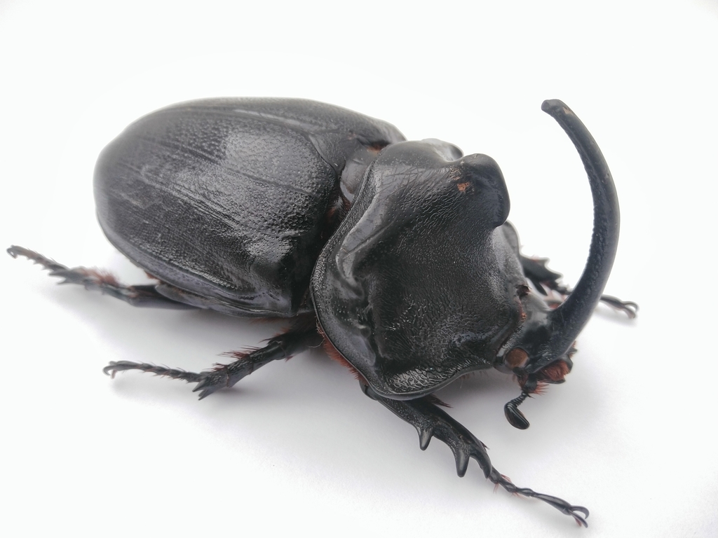 Oryctes gigas · iNaturalist