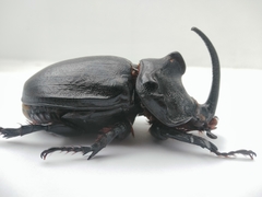 Oryctes gigas · iNaturalist