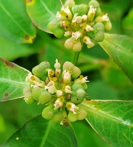 painted spurge