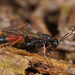 Stenichneumon culpator - Photo (c) Henk Wallays, all rights reserved, uploaded by Henk Wallays