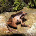 Horton Plains Shrub Frog - Photo (c) Paul Freed, all rights reserved, uploaded by Paul Freed