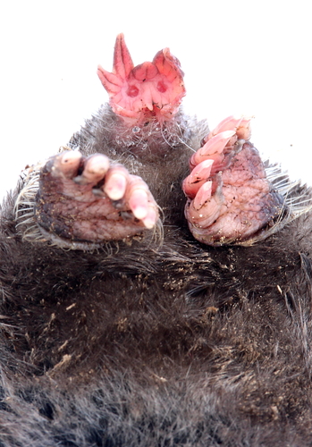 Star-nosed Mole