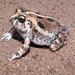 Indian Burrowing Frog - Photo (c) Paul Freed, all rights reserved, uploaded by Paul Freed