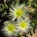 Mesembryanthemum - Photo (c) prix_burgoyne, όλα τα δικαιώματα διατηρούνται, uploaded by prix_burgoyne