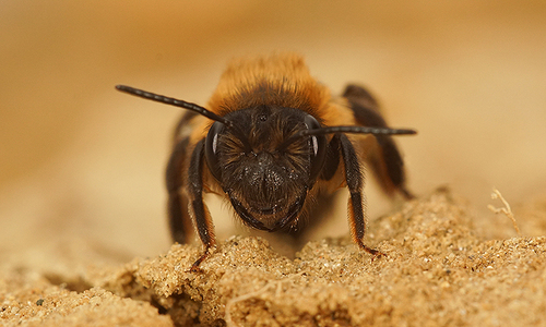 Chocolate Mining Bee