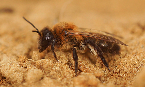 Chocolate Mining Bee